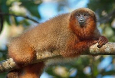 Image result for fauna peruana