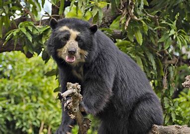 Image result for fauna peruana