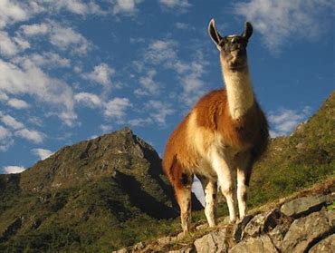 Image result for fauna peruana